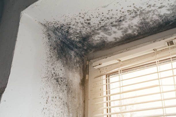 Affordable Commercial Mold Remediation solutions in Linkwood, MD